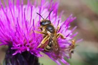 Halictus scabiosae