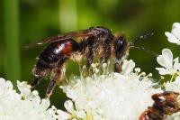 Andrena rosae