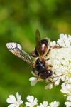 Andrena rosae