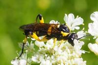 Macrophya montana