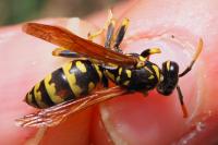 Polistes dominula