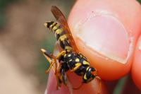 Polistes dominula