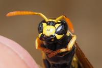 Polistes dominula