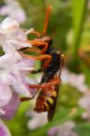 Nomada bifasciata