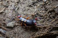 Anechura bipunctata