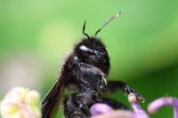 Xylocopa violacea