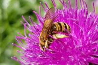 Halictus scabiosae