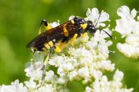 Macrophya montana