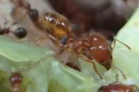 Pheidole pallidula