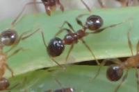 Pheidole pallidula