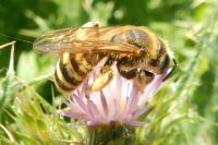 Halictus scabiosae
