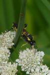 Macrophya montana