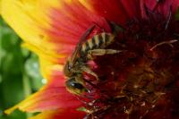 Halictus scabiosae