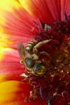 Halictus scabiosae