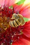 Halictus scabiosae