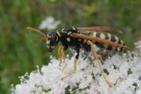 Polistes dominula