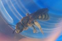 Halictus scabiosae