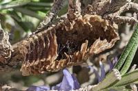 Iris oratoria