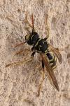 Polistes dominula