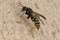 Polistes dominula