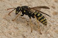 Polistes dominula