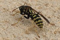 Polistes dominula