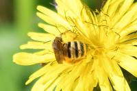 Halictus scabiosae
