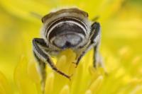 Megachile argentata argentata