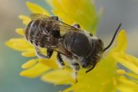 Megachile argentata argentata