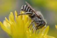 Megachile argentata argentata