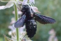 Xylocopa