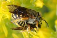 Anthidium oblongatum