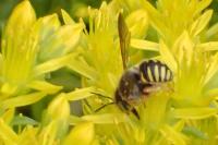 Anthidium oblongatum