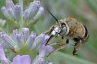 Amegilla garrula