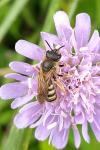 Halictus scabiosae