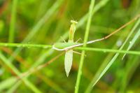 Mantis religiosa