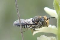 Coelioxys