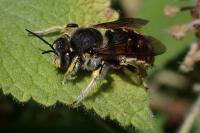 Anthidium manicatum