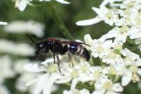 Mutilla europaea