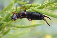 Anechura bipunctata