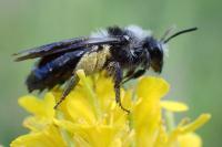 Andrena barbareae