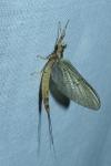 Ephemera danica