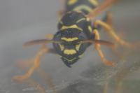 Polistes nimpha