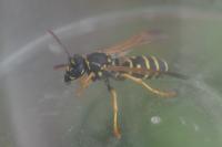 Polistes nimpha