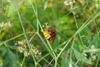 Vespa crabro