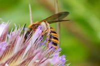 Halictus scabiosae