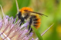 Bombus pascuorum