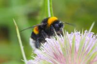 Bombus terrestris