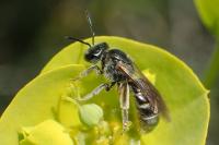 Lasioglossum