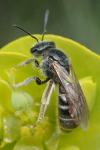 Lasioglossum